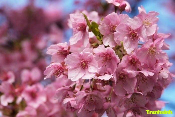 ảnh hoa anh đào với màu