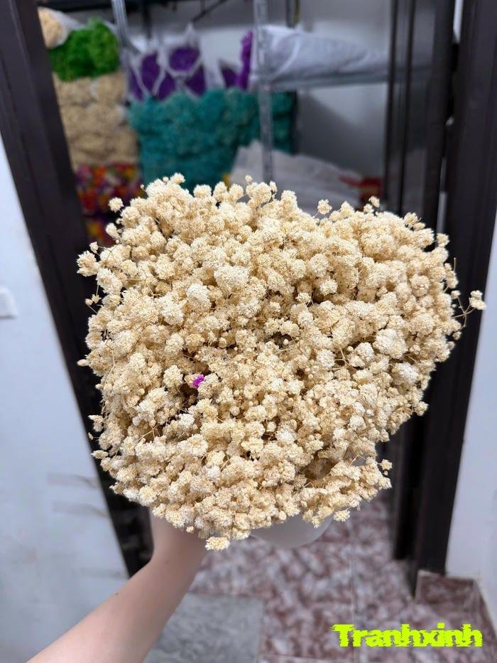 ảnh hoa baby chụp cận