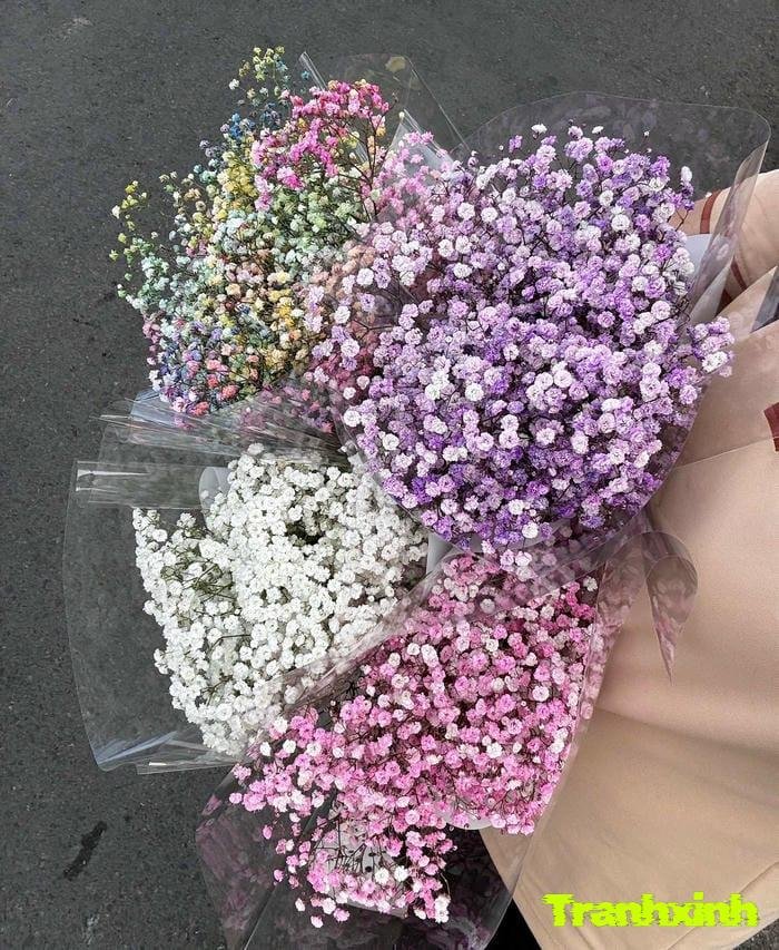 ảnh hoa baby chụp macro