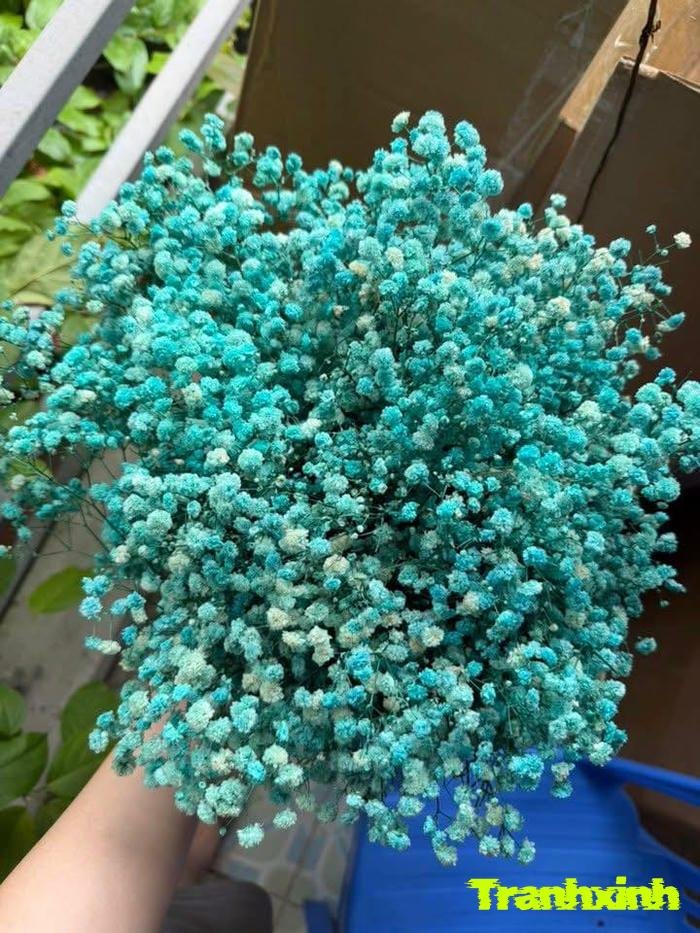 ảnh hoa baby đẹp nhất