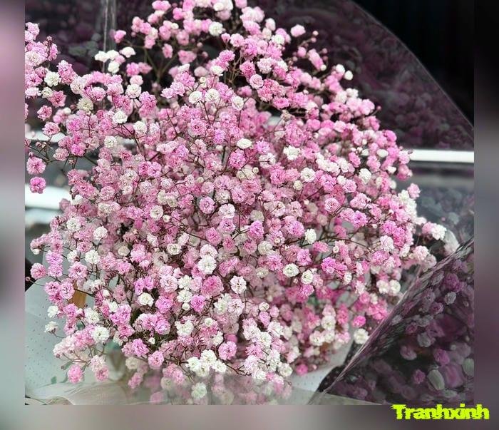 ảnh hoa baby đơn giản