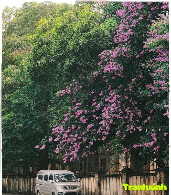 ảnh hoa bằng lăng buổi sáng