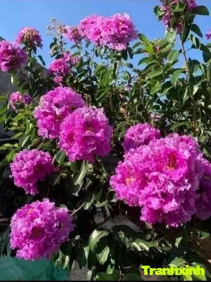 ảnh hoa bằng lăng chất lượng cao