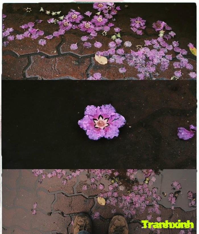 ảnh hoa bằng lăng chụp cận