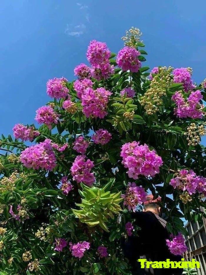 ảnh hoa bằng lăng đẹp nhất