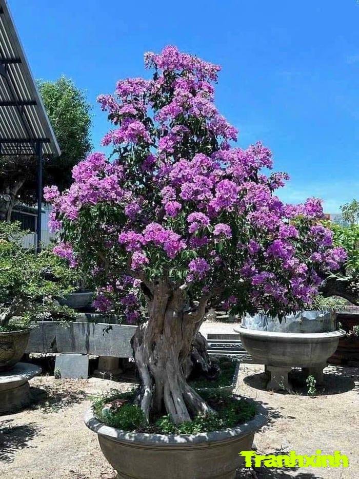 ảnh hoa bằng lăng đơn sắc