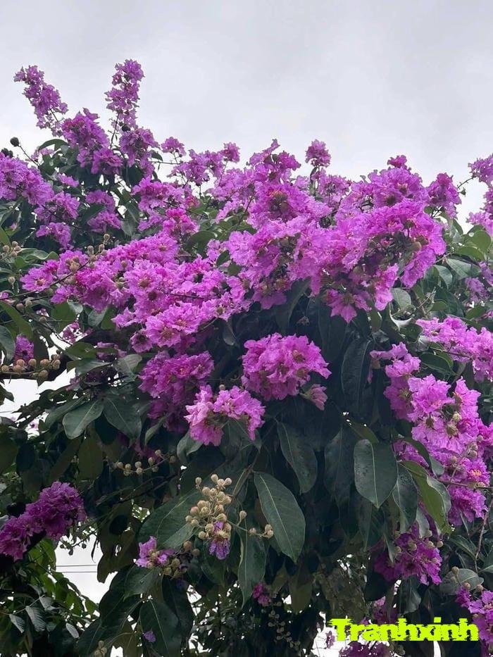 ảnh hoa bằng lăng rực rỡ