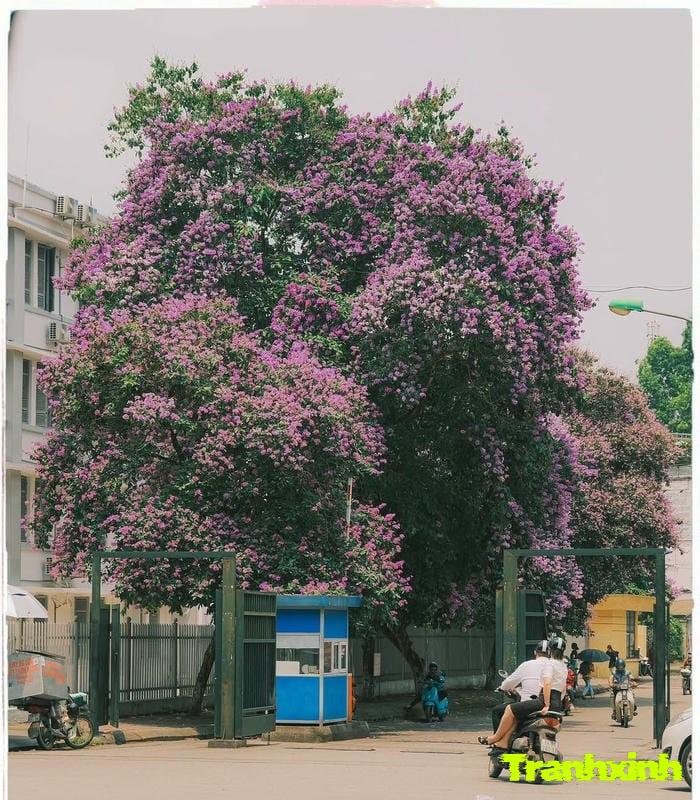 ảnh hoa bằng lăng tím đẹp