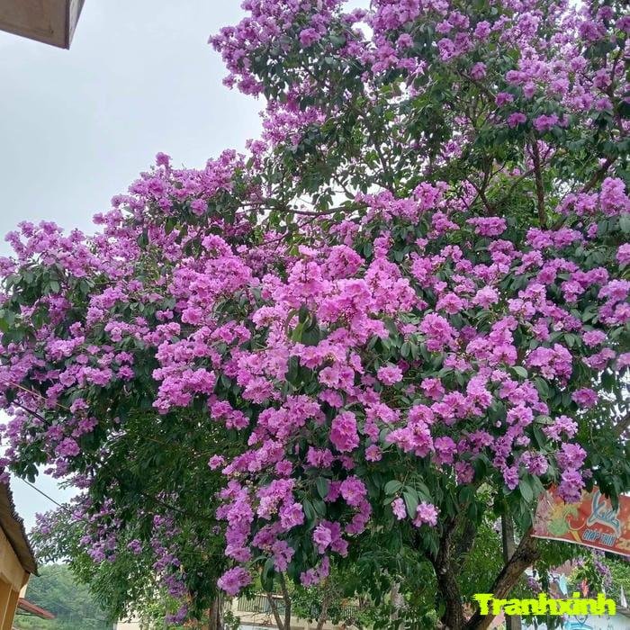 ảnh hoa bằng lăng tối giản