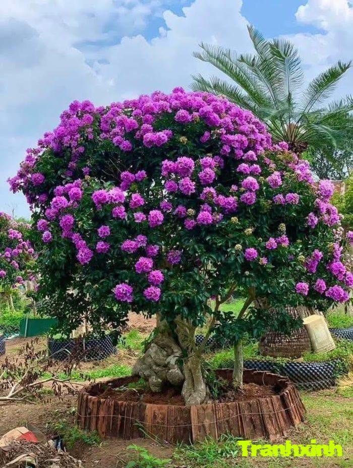 ảnh hoa bằng lăng trên nền xanh