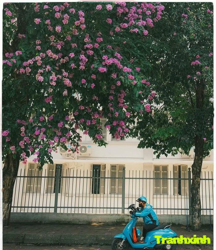 ảnh hoa bằng lăng và đường phố