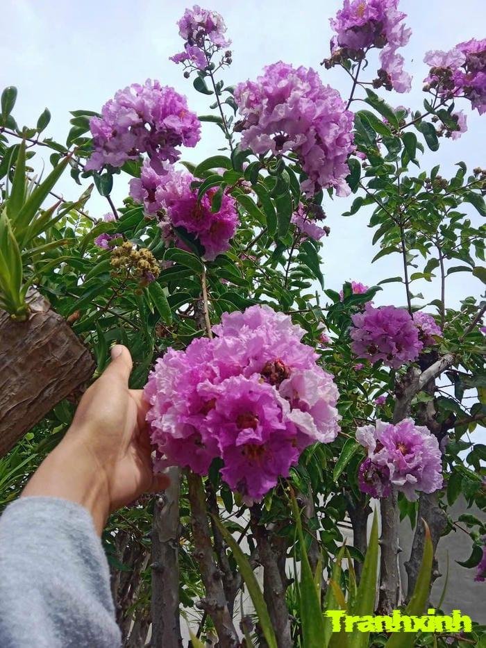 ảnh hoa bằng lăng và lá