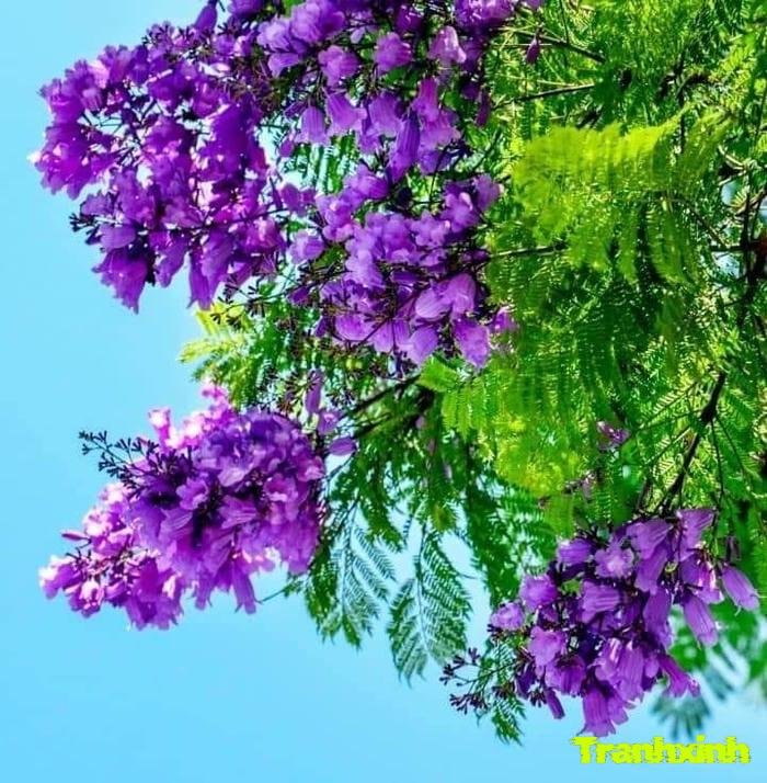 ảnh hoa bằng lăng