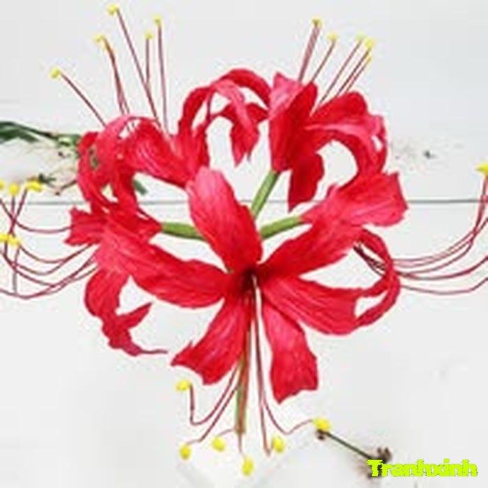 ảnh hoa bỉ ngạn đỏ