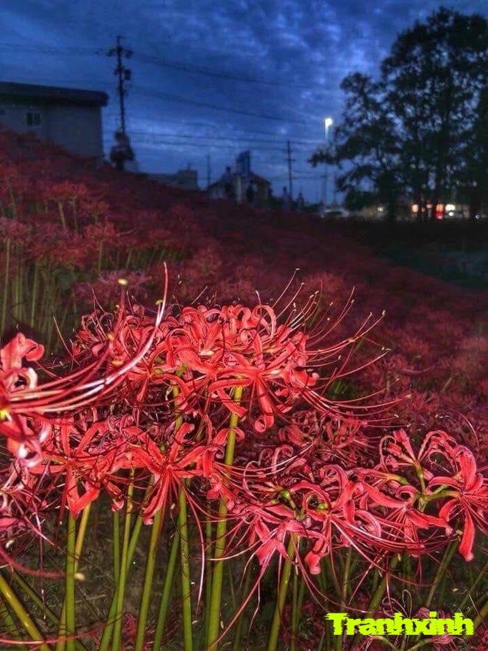 ảnh hoa bỉ ngạn độc đáo