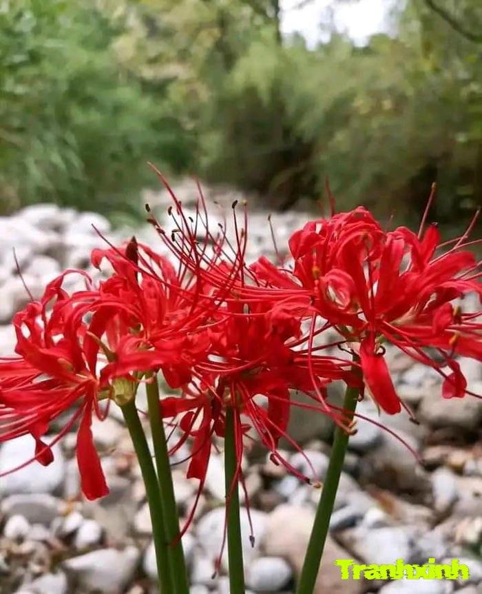 ảnh hoa bỉ ngạn dưới nắng