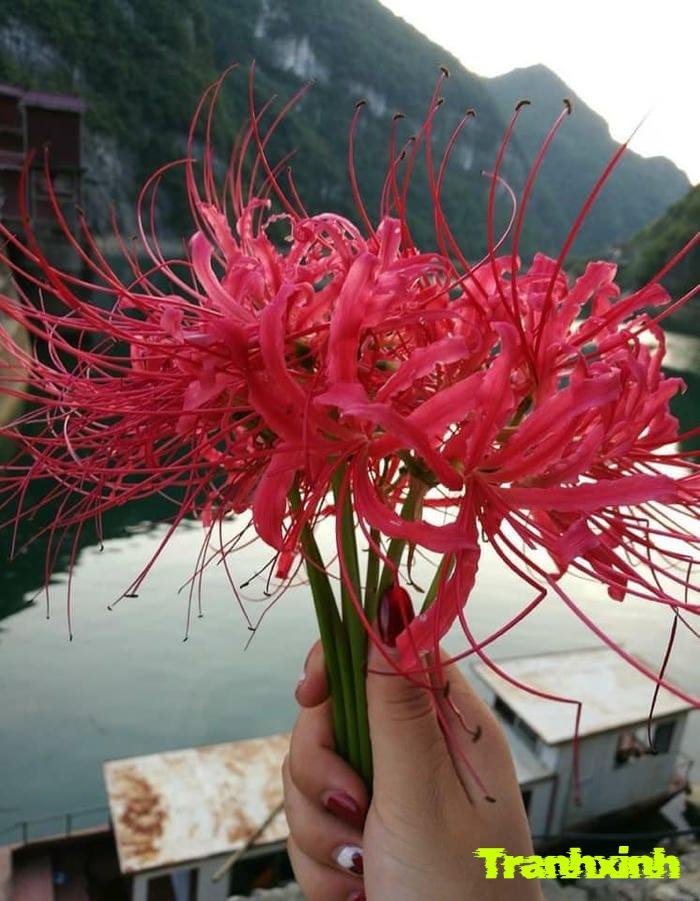 ảnh hoa bỉ ngạn lãng mạn