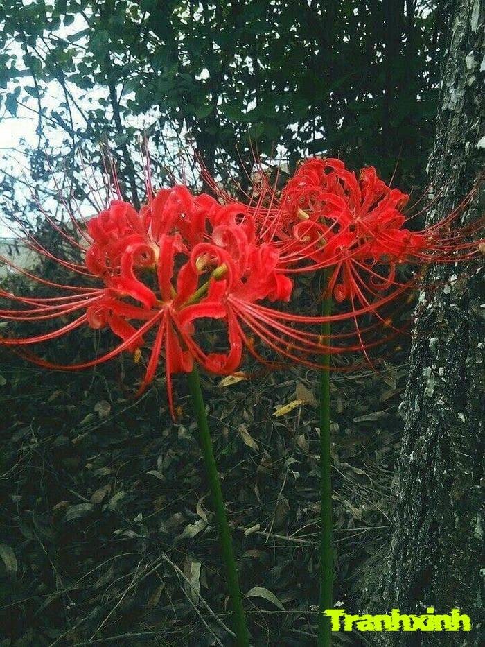 ảnh hoa bỉ ngạn nở rộ