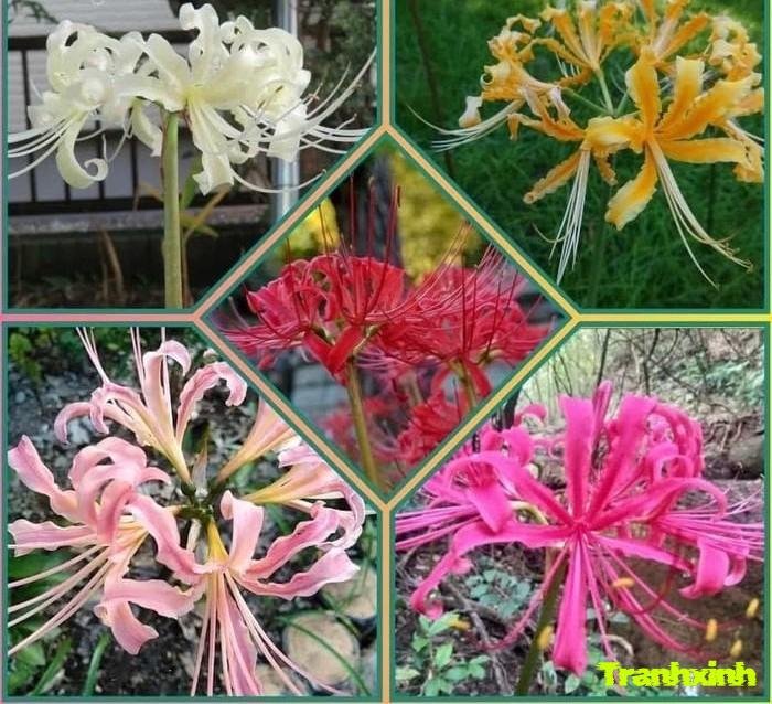 ảnh hoa bỉ ngạn thẩm mỹ