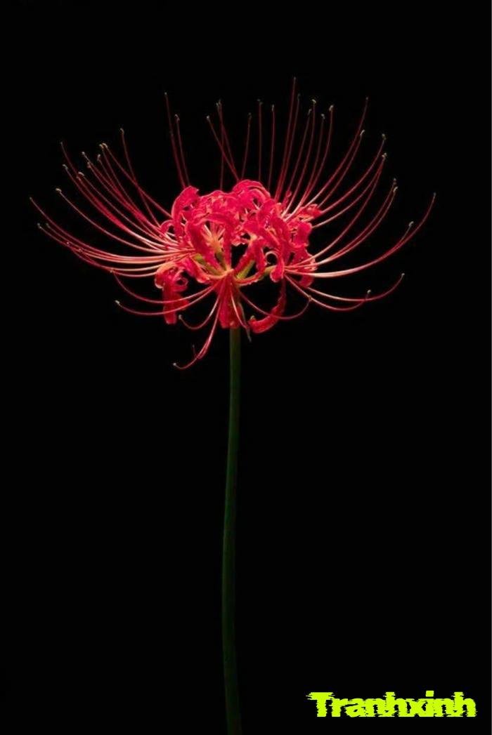 ảnh hoa bỉ ngạn trên nền đen