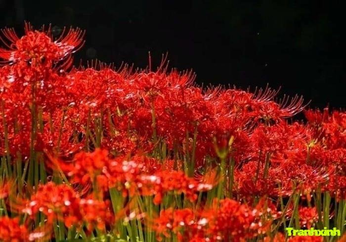 ảnh hoa bỉ ngạn u sầu