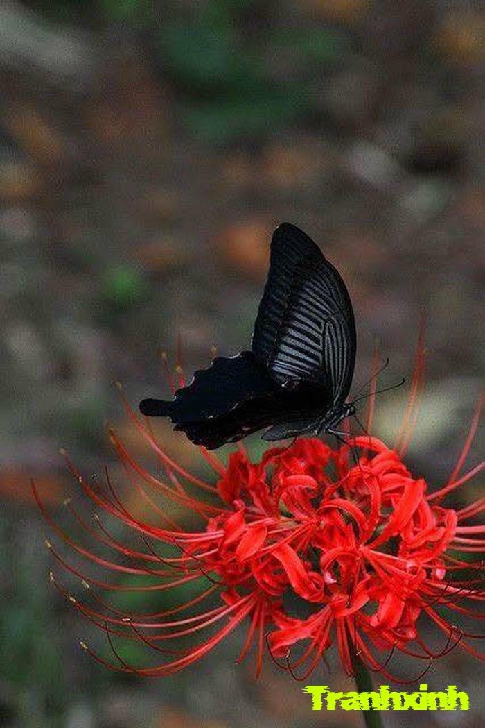 ảnh hoa bỉ ngạn với ánh sáng