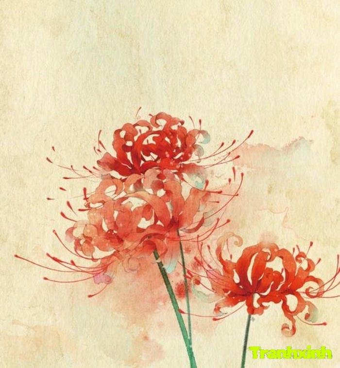 ảnh hoa bỉ ngạn