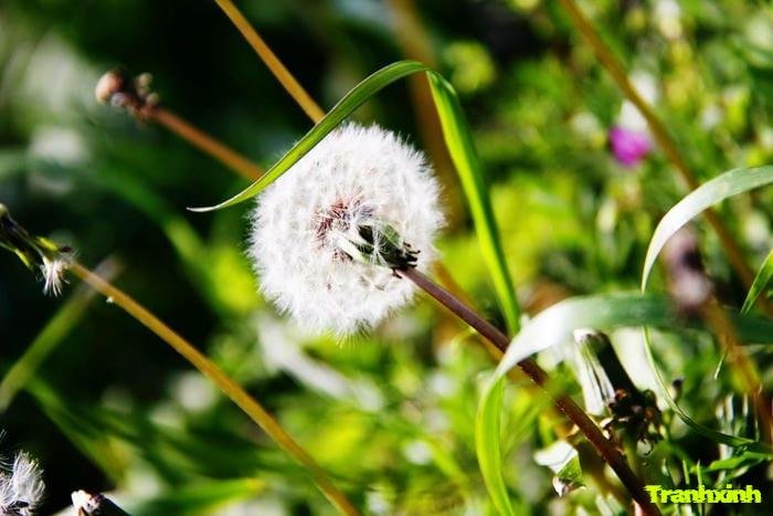 ảnh hoa bồ công anh trên cỏ