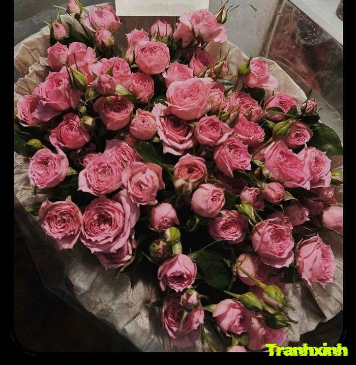 ảnh hoa buồn bã