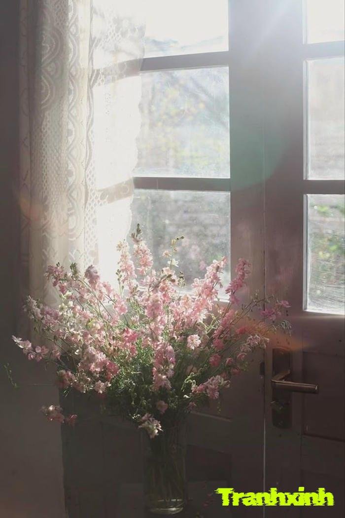 ảnh hoa buồn thẩm mỹ