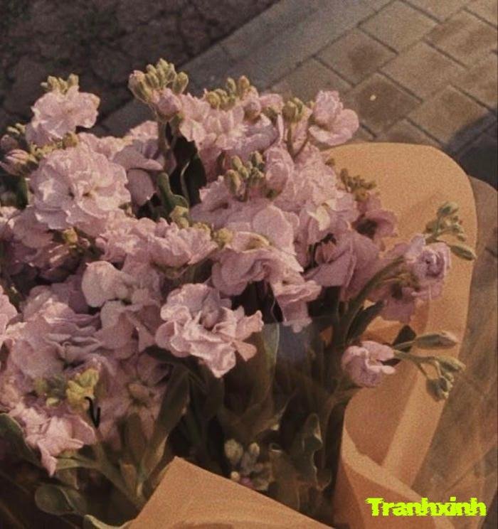 ảnh hoa buồn và ánh sáng