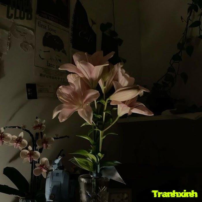 ảnh hoa buồn và bức tường