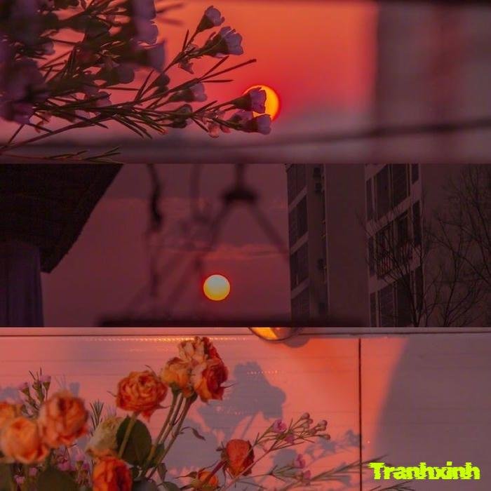 ảnh hoa buồn và nỗi buồn