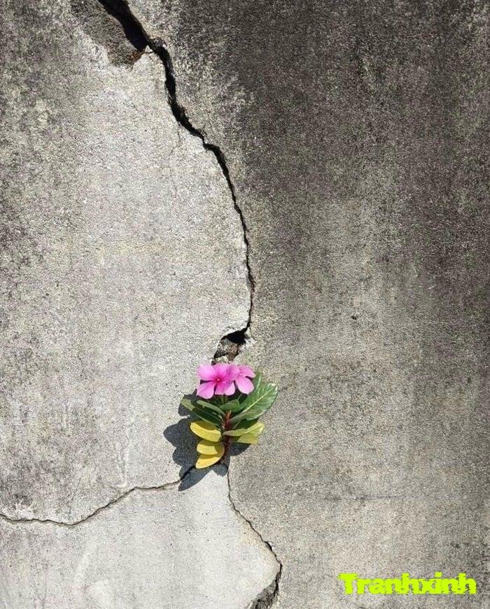 ảnh hoa buồn và nỗi đau