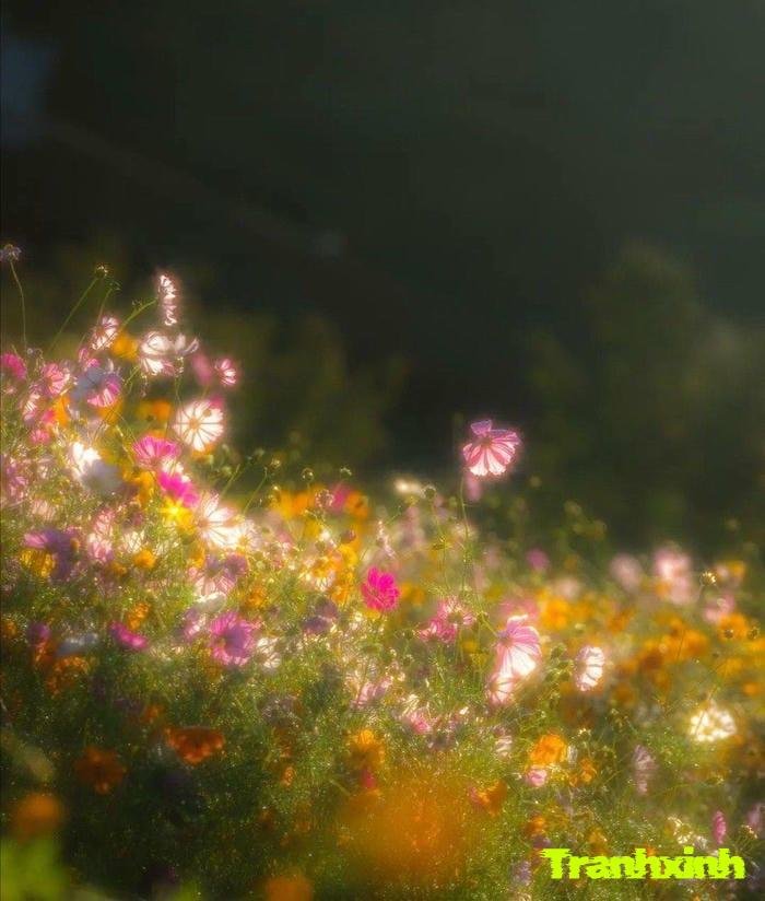 ảnh hoa buồn việt nam