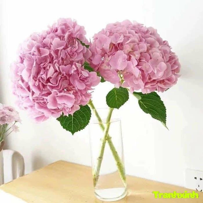 ảnh hoa cẩm tú cầu chi tiết