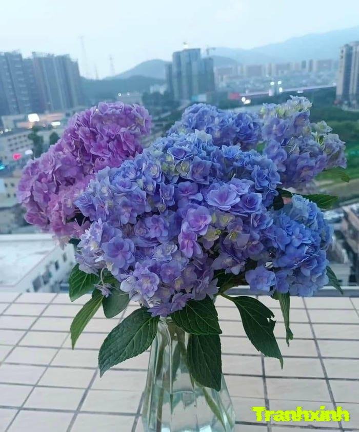 ảnh hoa cẩm tú cầu chụp cận cảnh