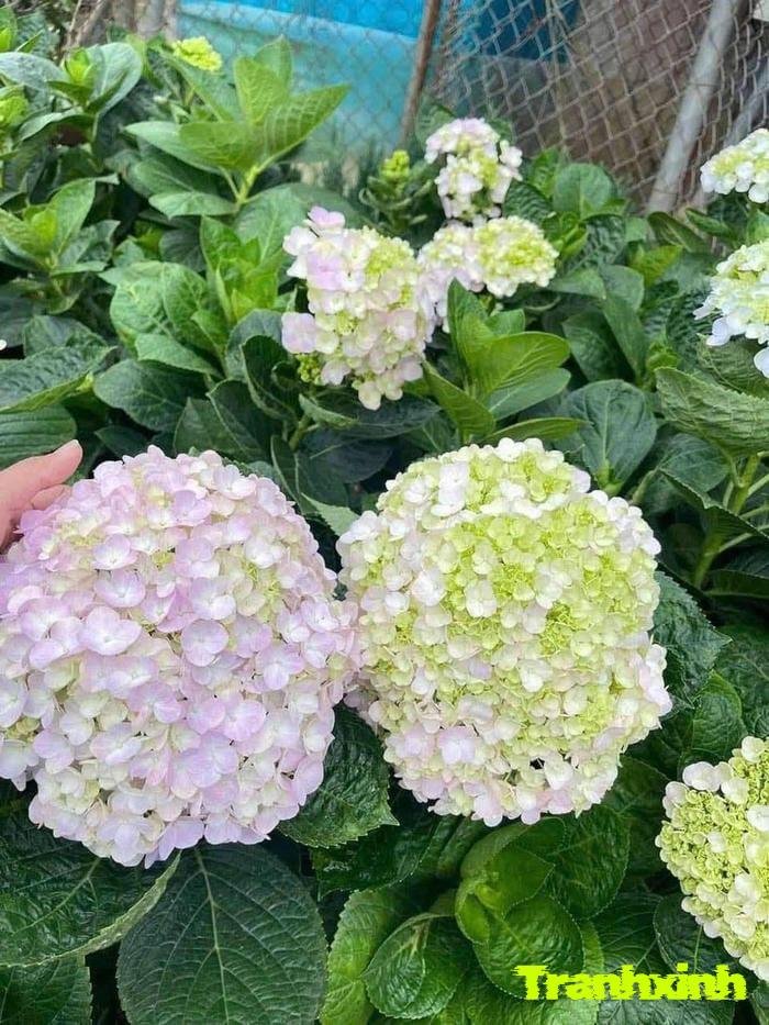 ảnh hoa cẩm tú cầu chụp macro