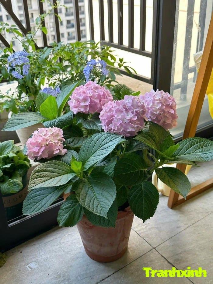 ảnh hoa cẩm tú cầu nghệ thuật