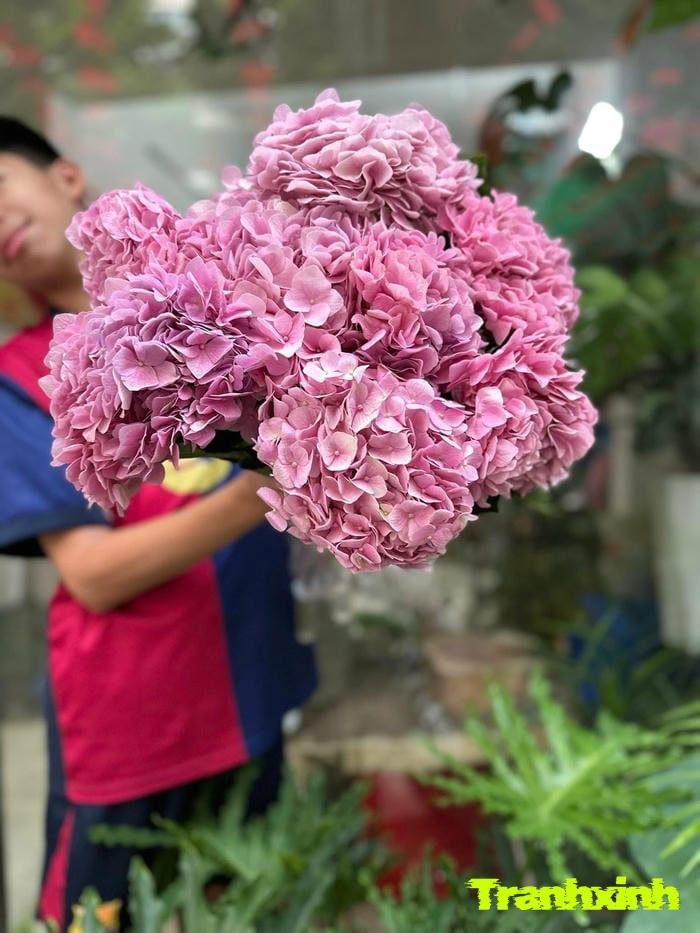 ảnh hoa cẩm tú cầu rực rỡ