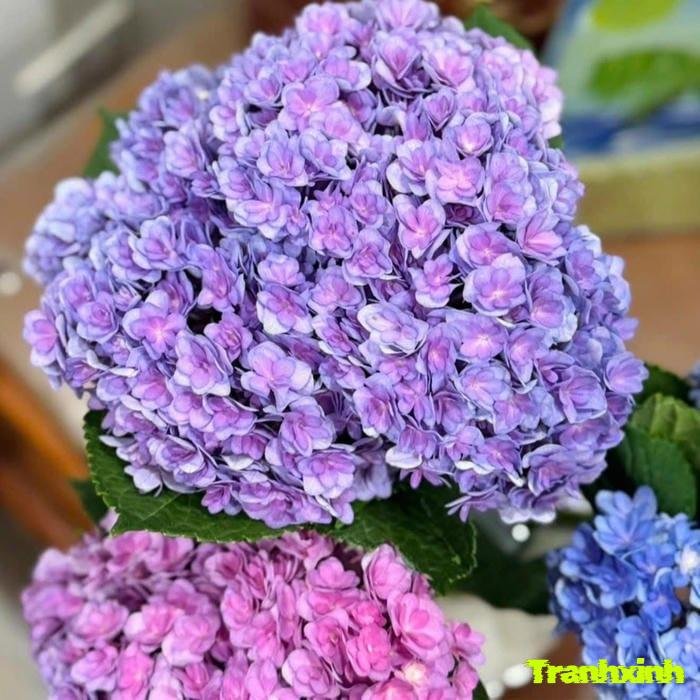 ảnh hoa cẩm tú cầu