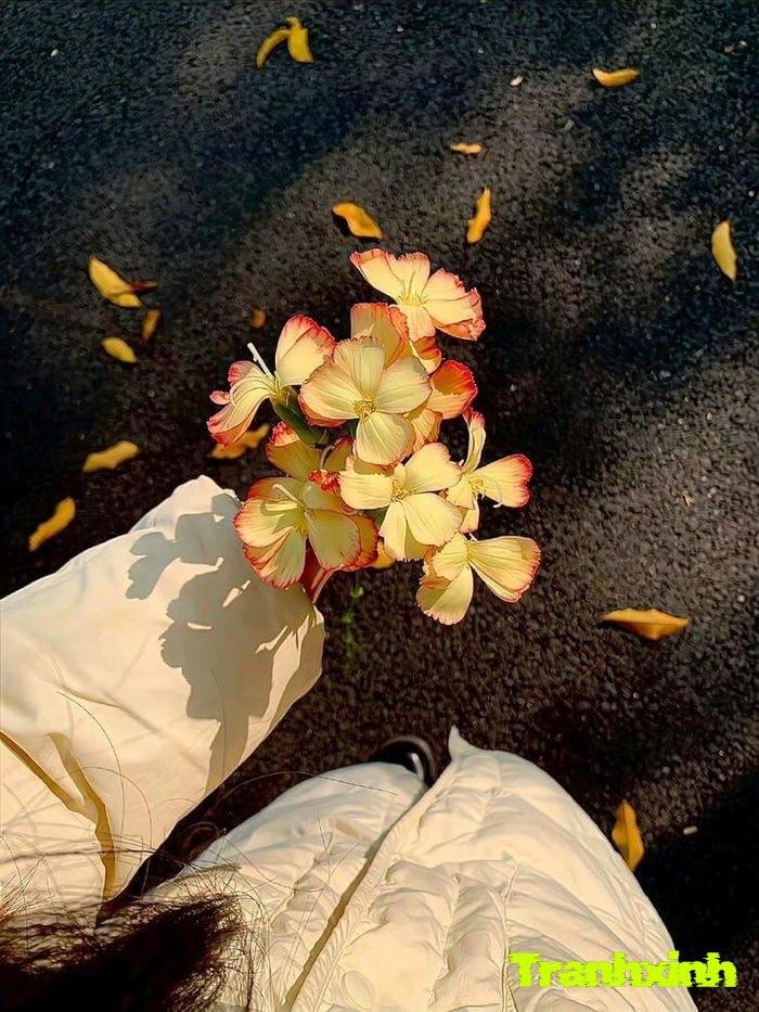 ảnh hoa cô độc