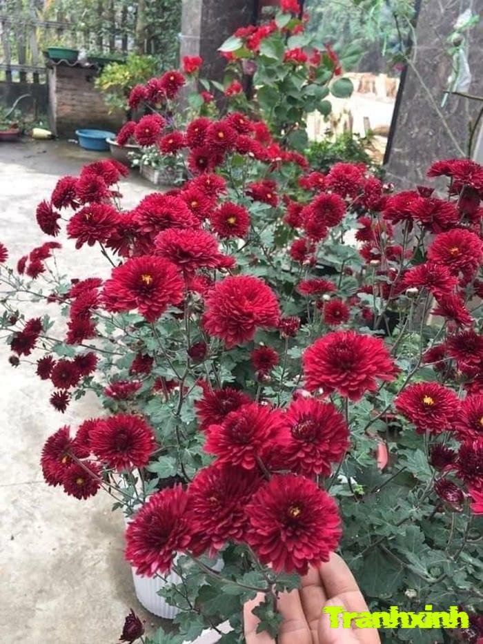 ảnh hoa cúc buổi sáng