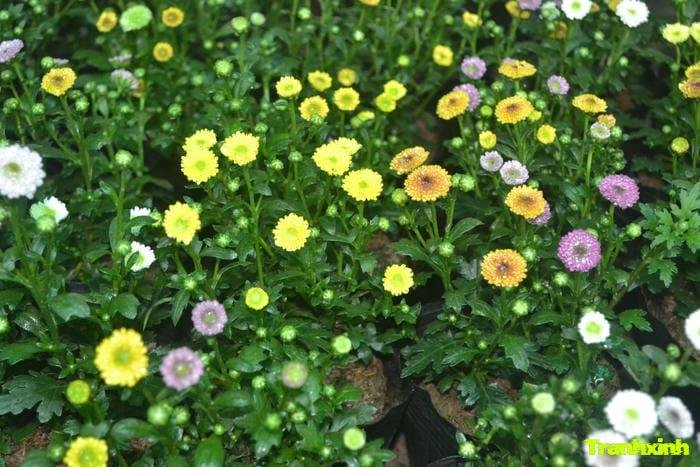 ảnh hoa cúc chi tiết