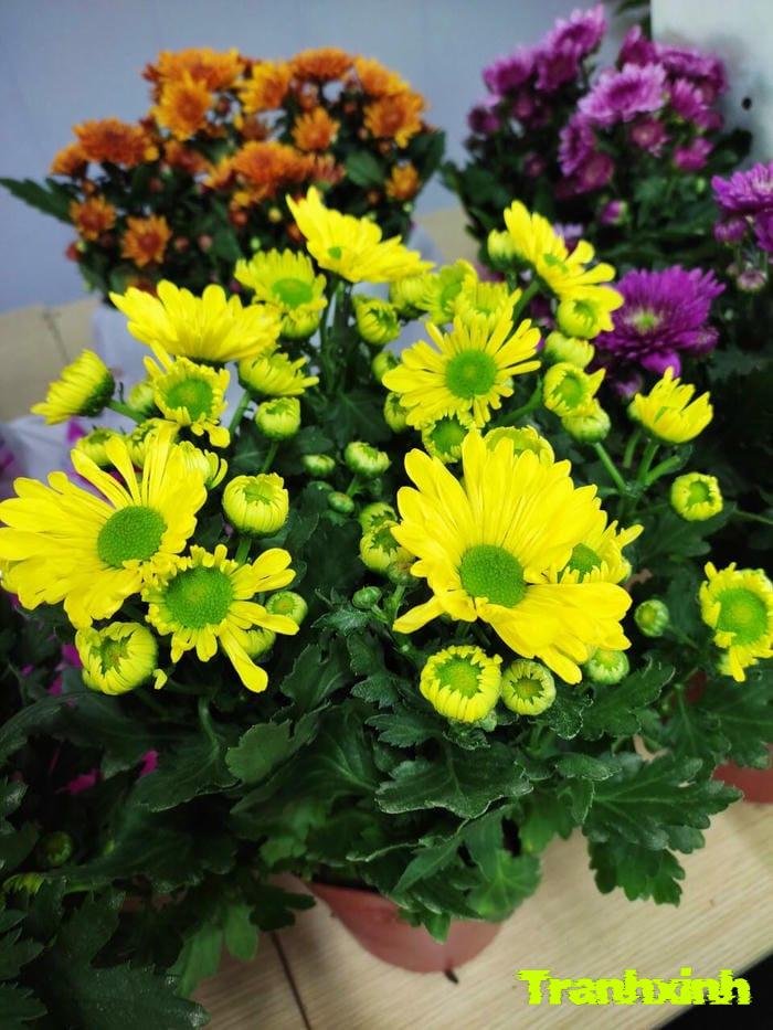 ảnh hoa cúc chụp cận