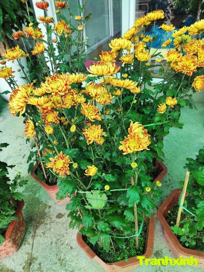 ảnh hoa cúc đơn giản đẹp