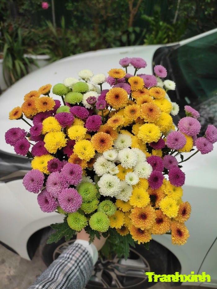 ảnh hoa cúc kiểu tối giản