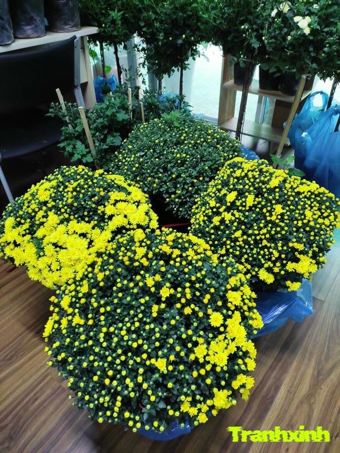 ảnh hoa cúc lãng mạn