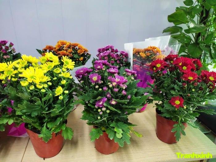 ảnh hoa cúc nhẹ nhàng