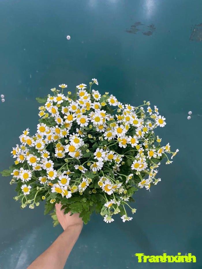 ảnh hoa cúc và ánh nắng